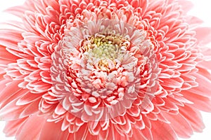 Flower head pink gerbera daisy floral background