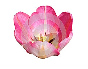 Pink Tulip Flower Head isolated on a white background. Close-up of one pink-red tulip bud with delicate petals with selective