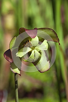 Flower head with pollen of a Sarracenia or pitcher plant flower