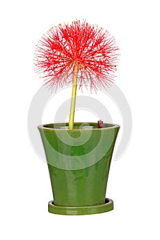 Flower head of a potted blood lily Scadoxus multiflorus isolated