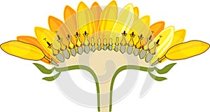 Flower head or pseudanthium in cross section. Structure of sunflower inflorescence photo