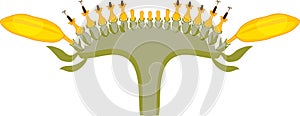 Flower head or pseudanthium in cross section. Structure of sunflower inflorescence photo