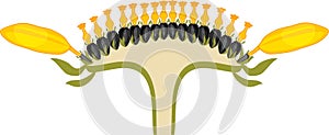 Flower head or pseudanthium in cross section. Structure of sunflower inflorescence photo