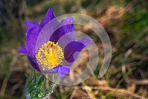 Flower head of Pulsatilla patens at spring day. Top view of Eastern pasqueflower. Cutleaf anemone in nature, copy space.