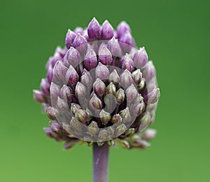 Flower head of purple flowered garlic or round-headed leek. Allium rotundum