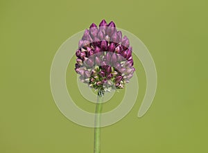 Flower head of purple flowered garlic or round-headed leek. Allium rotundum