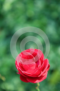 Flower head of red rose close up against green background in natural daylight