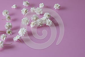 Flower head of reeves spirea isolated on a pink background