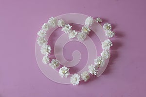 Flower head of reeves spirea isolated on a pink background