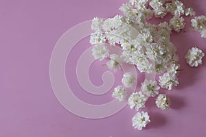 Flower head of reeves spirea isolated on a pink background