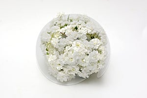 Flower head of reeves spirea isolated on a white background