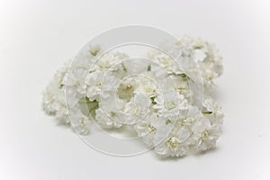 Flower head of reeves spirea isolated on a white background