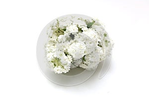 Flower head of reeves spirea isolated on a white background