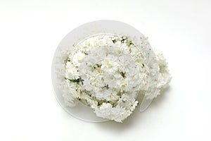 Flower head of reeves spirea isolated on a white background
