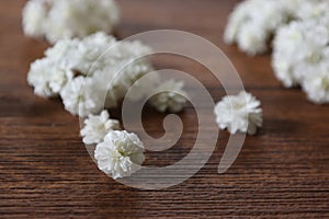 Flower head of reeves spirea isolated on a wooden background