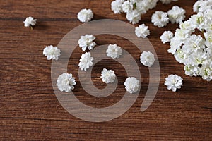 Flower head of reeves spirea isolated on a wooden background