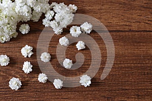 Flower head of reeves spirea isolated on a wooden background