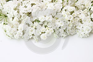 Flower head of reeves spirea in a white background