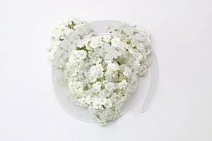 Flower head of reeves spirea in a white background