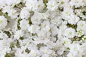 Flower head of reeves spirea in a white background