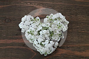 Flower head of reeves spirea in a wooden background
