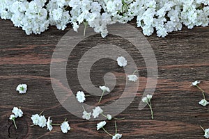 Flower head of reeves spirea in a wooden background