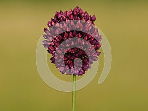 Flower head of round-headed leek or purple flowered garlic. Allium rotundum