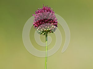 Flower head of round-headed leek or purple flowered garlic. Allium rotundum