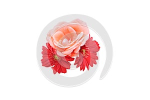Flower head of the transvaal daisy and rose in a white background.