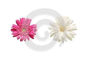 Flower head of the transvaal daisy in a white background.