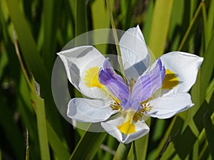 Flower head of wild iris in full bloom