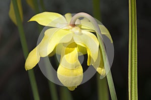 Flower head with yellow petals of a Sarracenia or pitcher plant in sunshine