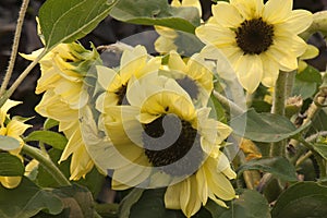 Flower heads of the compact calypso sunflower