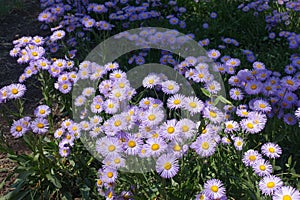 Flower heads of Erigeron speciosus in the garden