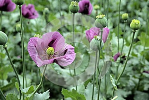 Flower and heads of Papaver somniferum, beautifull poppy flowers