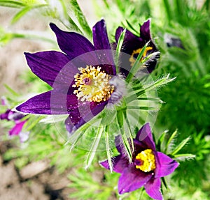 Flower heads of Pulsatilla patens