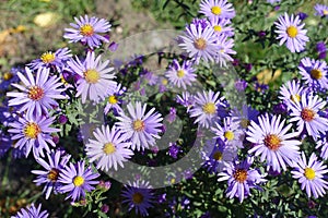 Flower heads of violet Symphyotrichum dumosum