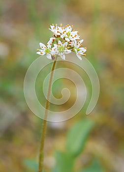 Flower heartleaf saxifrage - Saxifraga nelsoniana in natural tun photo