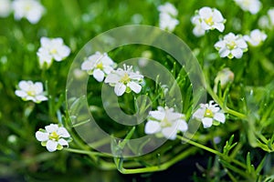 Flower of a heath pearlwort, Sagina subulata