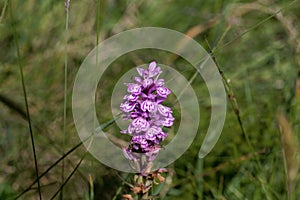 Flower of a heath spotted-orchid, Dactylorhiza maculata