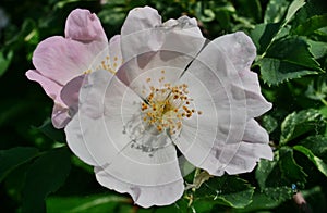Flower on hedge closeup