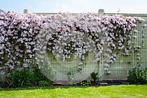 Flower hedgerow on white wall