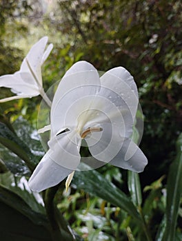 flower of Hedychium coronarium (Lirio-do-brejo) species of the Zingiberaceae family