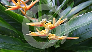 the flower of Heliconia latispatha (expanded lobsterclaw)