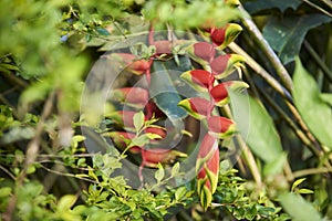 Flower of Heliconia rostrata, hanging lobster claw or false bird of paradise