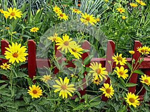 Flower of Heliopsis helianthoides, false sunflower on a background of green leaves and a red fence. Summer yellow flowers