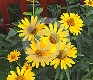 Flower of Heliopsis helianthoides, false sunflower on a background of green leaves and a red fence. Summer yellow flowers