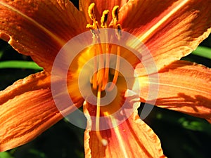 Flower Hemerocallis varieties shot closeup