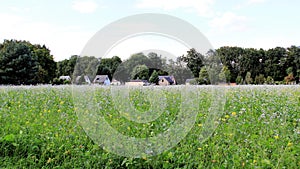 Flower And Herbs Blooming In Summer