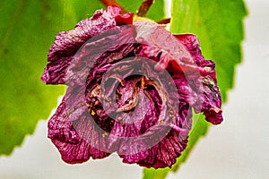 Flower of Hibiscus attacked by a rotten fungi